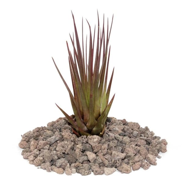 Tillandsia melanocrater tricolore - röd - lös växt - liten