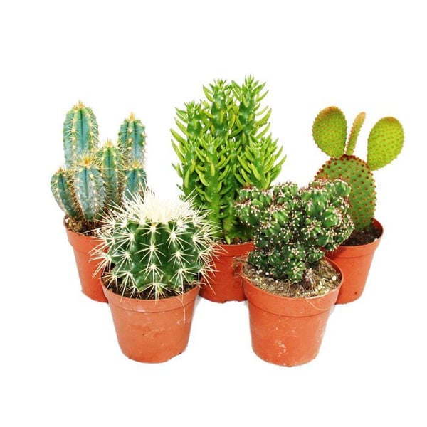 5 olika medelstora kaktusar i ett set, 8,5 cm kruka, ca. 12-18 cm hög