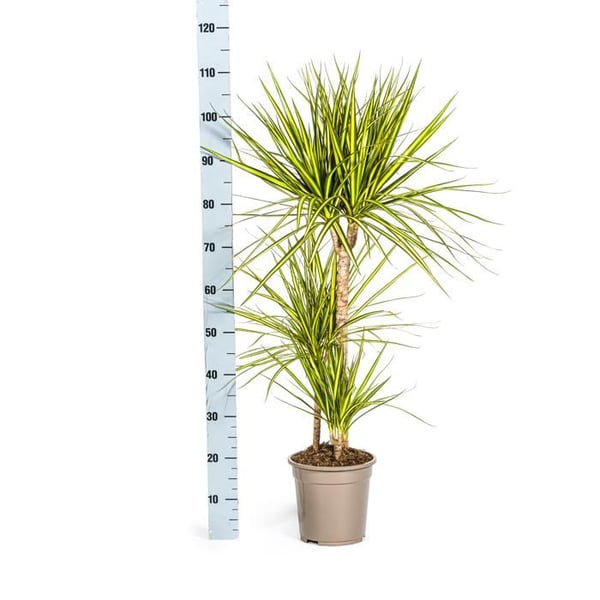 Dracaena marginata "Sunray" - Solstråle - höjd 100-110cm