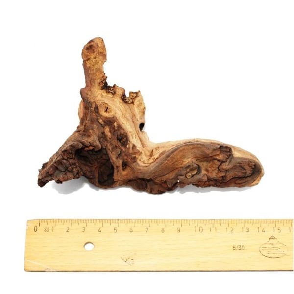 Mopanirotstorlek s 12-18 cm