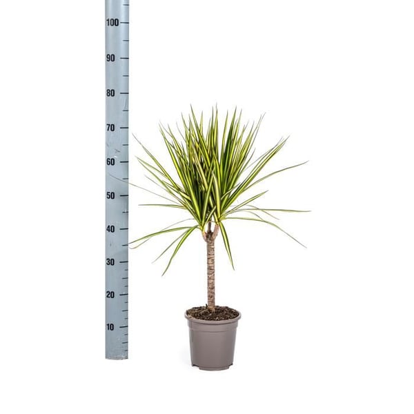 Dracaena marginata "Sunray" - Solstråle - höjd 60-80cm