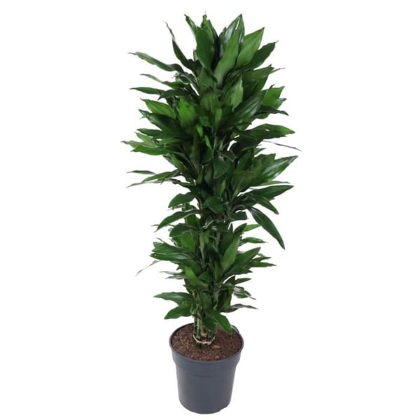 Dracéna - Dracaena deremensis "Janet Lind" - mycket förgrenad - höjd ca 140-160cm