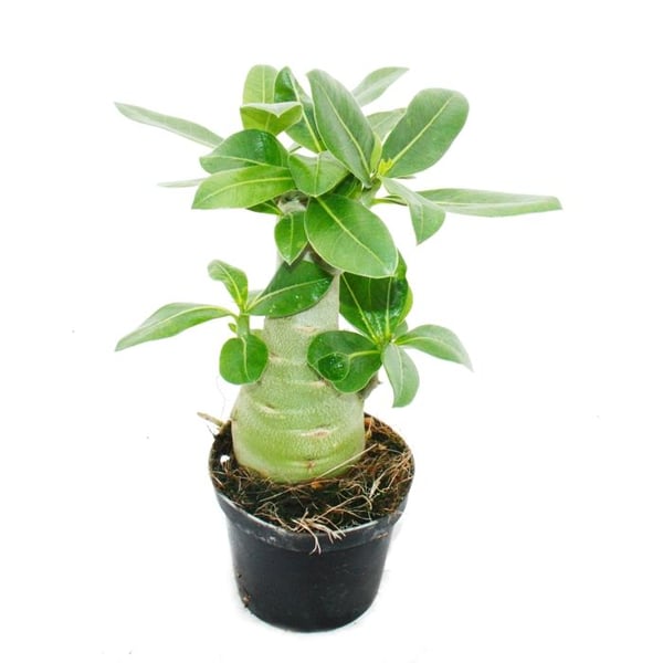Liten ökenros, adenium, överraskningsfärg, kruka 9 cm