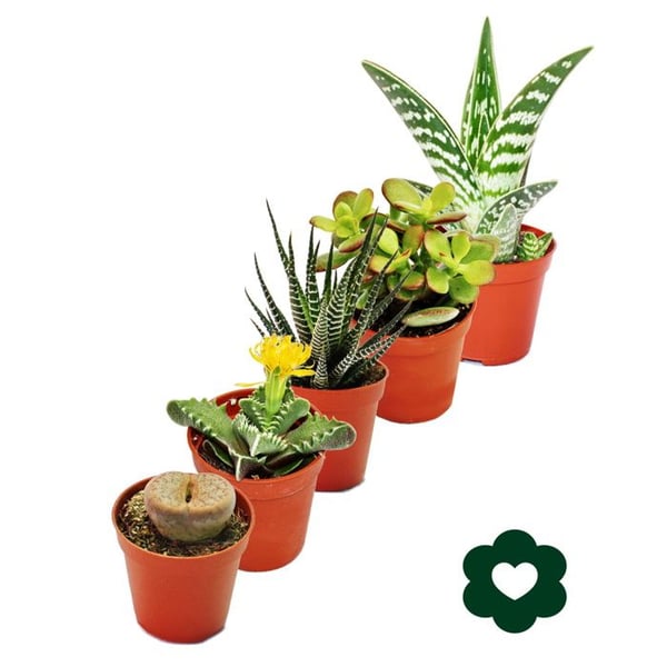 5 olika saftiga växter 5,5 cm kruka i ett set