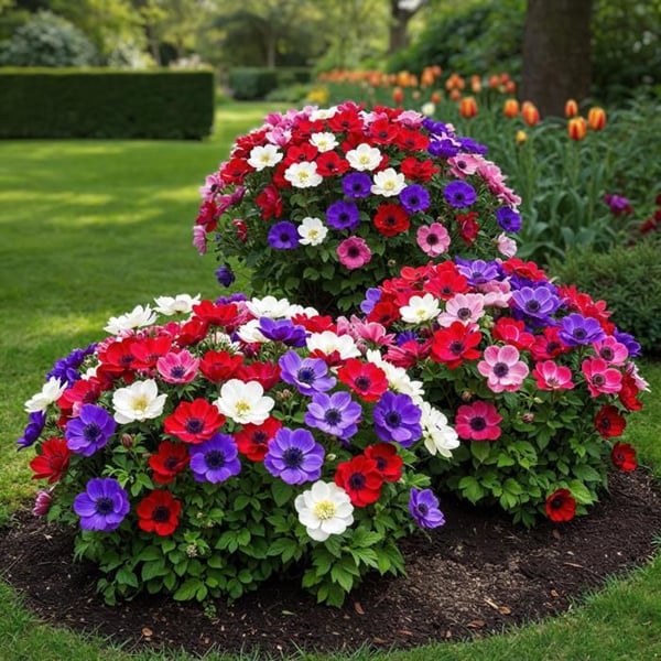 Hjärta av exotism blommig lök - Anemone de Caen Mix (30 stycken) diameter 5-6cm