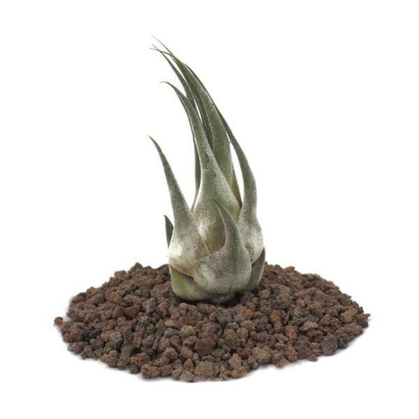 Tillandsia seleriana - växt i parti - liten