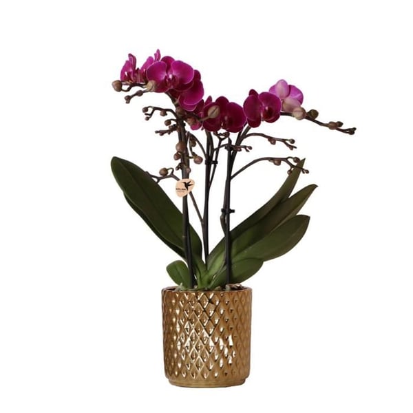 Kolibri Orkidéer | lila Phalaenopsis orkidé i kruka Ø9cm. Grön växt typ Kolibri Orkidéer | lila Phalaenopsis orkidé, levererad