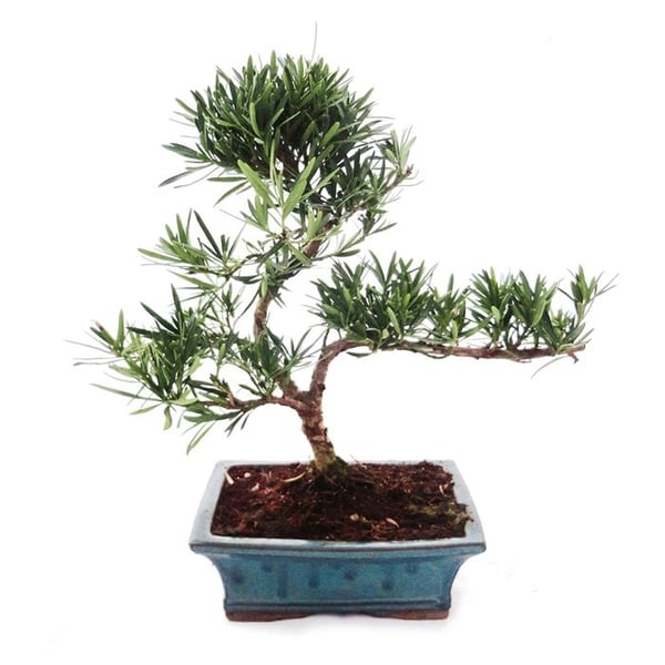 Utebonsai Podocarpus - Stenplatta med små blad 20cm