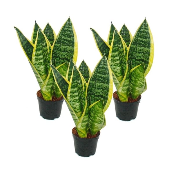 Set med 3 Sanseveria laurentii trafasciata - grön-gul hampa - 9 cm kruka, total höjd ca. 20-25 cm