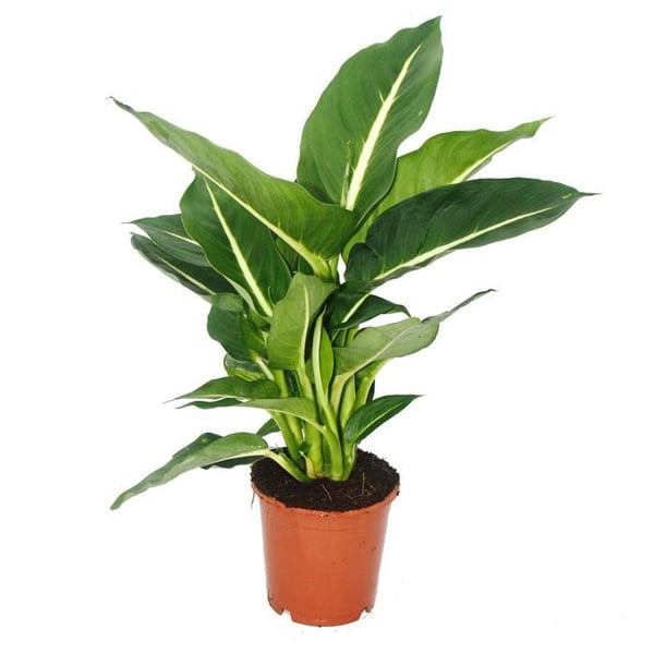 Exotenherz - Dieffenbachia "Magic Green" - 1 planta - lättskött inomhusväxt - luftrenare - 12 cm kruka
