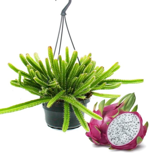 Hängande inomhusväxt Hylocereus undatus drakfrukt Pitahaya 14cm Ampel ormkaktus
