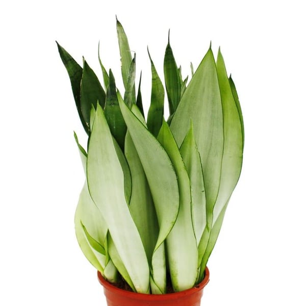 Sansevieria trifasciata "Moonshine" silverbågväxt solitärväxt i 17 cm kruka ca 50 cm hög