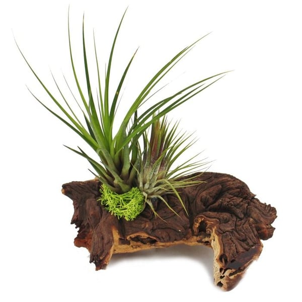 Tillandsias på Mopani rot - l - 2 plantor