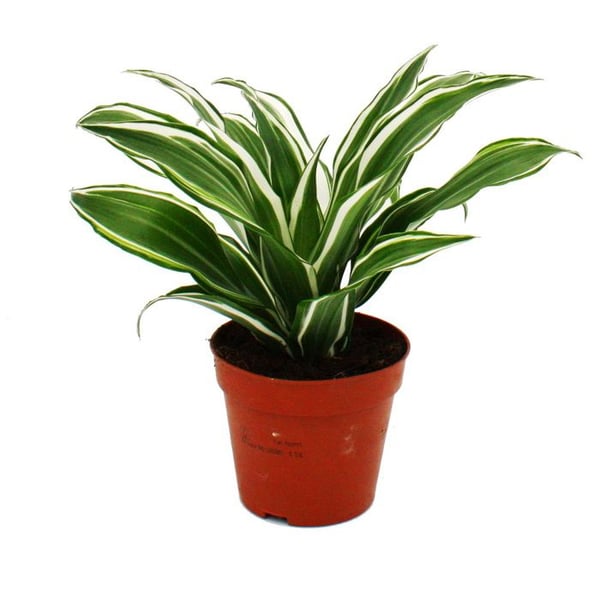 Drachenbaum -cfragrans White Jewel - 12cm kruka - vit-gröna blad