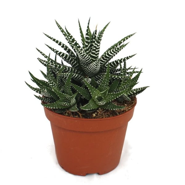 Haworthia fasciata - Zebra-Haworthie - i 10,5 cm kruka