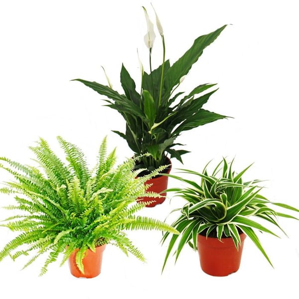 Inomhusplante-trio "Luftrenare" - Set med luftrenande växter (Nephrolepis, Spathiphyllum, Chlorophytum)