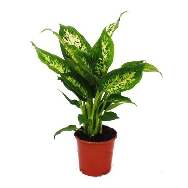 Exotenherz - Dieffenbachia "Compacta" - 1 planta - lättskött krukväxt - renar luften - 12 cm kruka