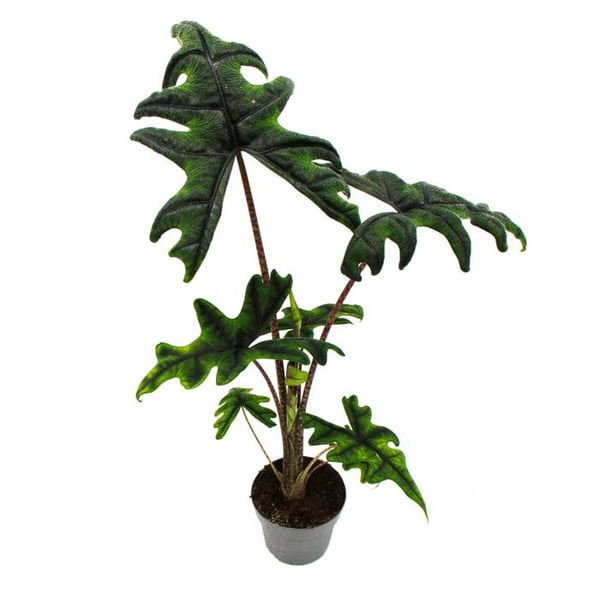 Alocasia tandurusa "Jacklyn" - Tropisk rot - Alocasia - Pilblad - Kruka på 12cm