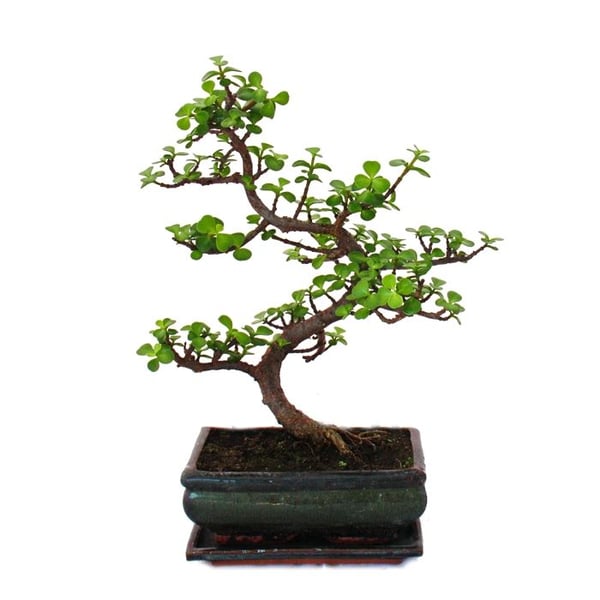 Bonsai - Portulacaria afra - Jadebaum - Afrikansk elefantträd - ca. 10 år