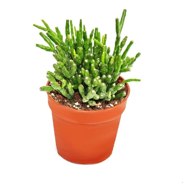 Hatiora salicornioides - Keulenkaktus - Binsenkaktus - Växt i 5,5 cm kruka