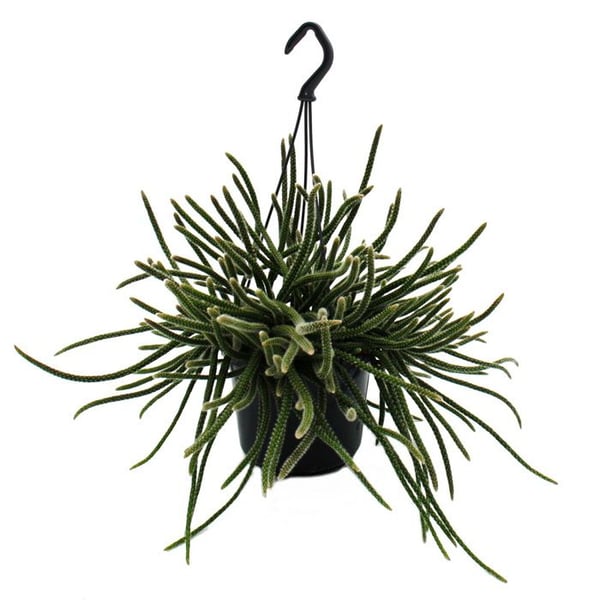 Urban Jungle Elegance - Modern kaktusamber med en fantastisk bladsstruktur - Rhipsalis baccifera horrida - 15cm