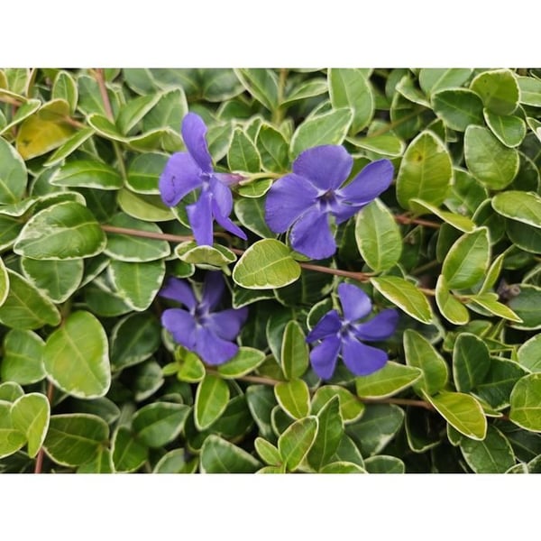 Jordtäckare - Vinca - Vinca minor 'Argenteovariegata' - 9 cm kruka - Set med 40 växter