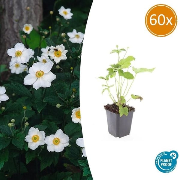 Prydnadsbuske - Höstanemon - Anemone hupehensis 'Honorine Jobert' - 9cm kruka - Set med 60 växter