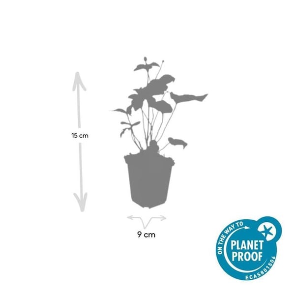 Prydnadsbuske - Höstanemon - Anemone hupehensis 'Honorine Jobert' - 9cm kruka - Set med 60 växter