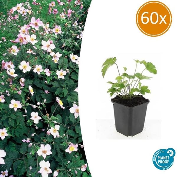 Prydnadsört - Höstanemon - Anemone tomentosa 'Robustissima' - 9cm kruka - Set med 60 växter