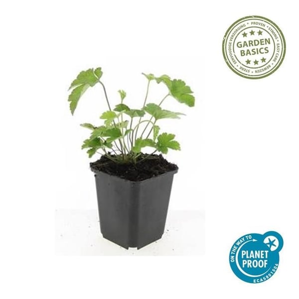 Prydnadsört - Höstanemon - Anemone tomentosa 'Robustissima' - 9cm kruka - Set med 60 växter