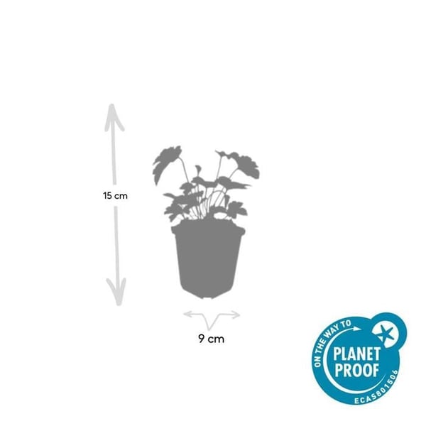 Prydnadsört - Höstanemon - Anemone tomentosa 'Robustissima' - 9cm kruka - Set med 60 växter