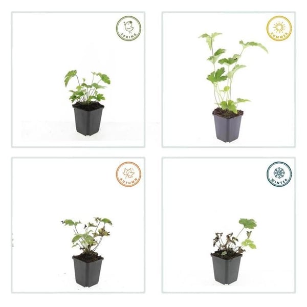 Prydnadsört - Höstanemon - Anemone tomentosa 'Robustissima' - 9cm kruka - Set med 60 växter