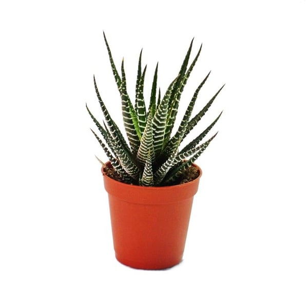 Haworthia fasciata - Zebra-Haworthie - i en kruka på 8,5 cm