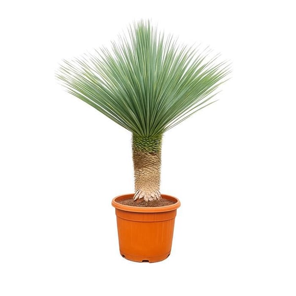 Palmlilja Yucca Rostrata - 55 cm kruka - ca. 150-170 cm hög