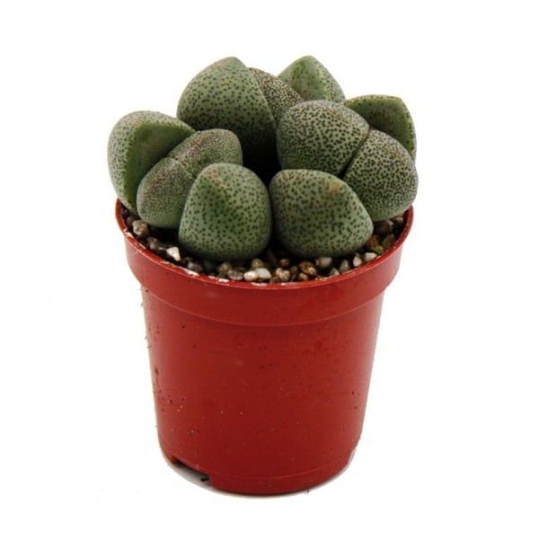 Pleiospilos nelii - Levande sten - Levande granit - i kruka på 5,5 cm