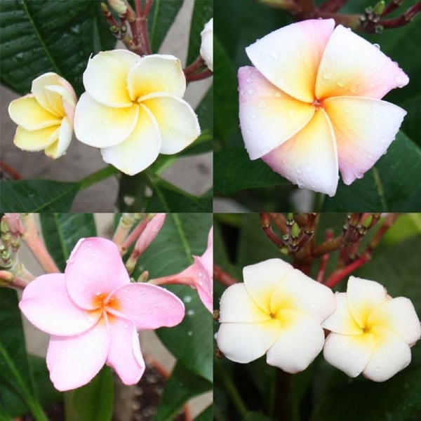 Hawaiianskt tempelträd - plumeria - överraskningsfärg