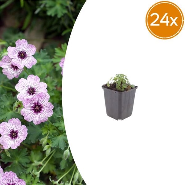 Geranium cinereum "Ballerina" - Aschgrå Storknäbb - 9cm kruka - 10-25cm - Set med 24 växter
