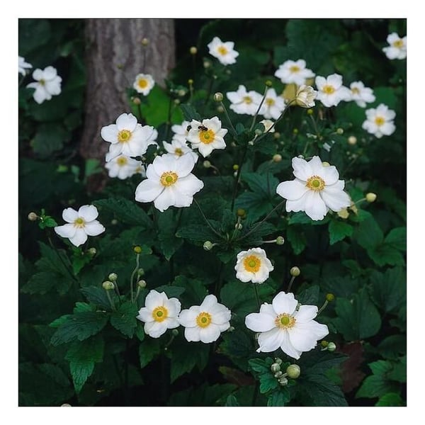 Perenn växt - Höstanemon - Anemone hupehensis 'Honorine Jobert' - Kruka 9 cm - Set med 12 växter