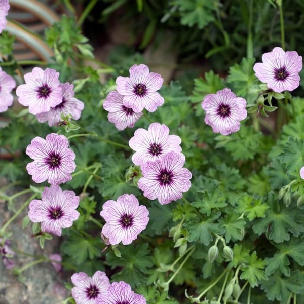 Geranium cinereum "Ballerina" - Aschgrå Storknäbb - 9cm kruka - 10-25cm - Set med 24 växter