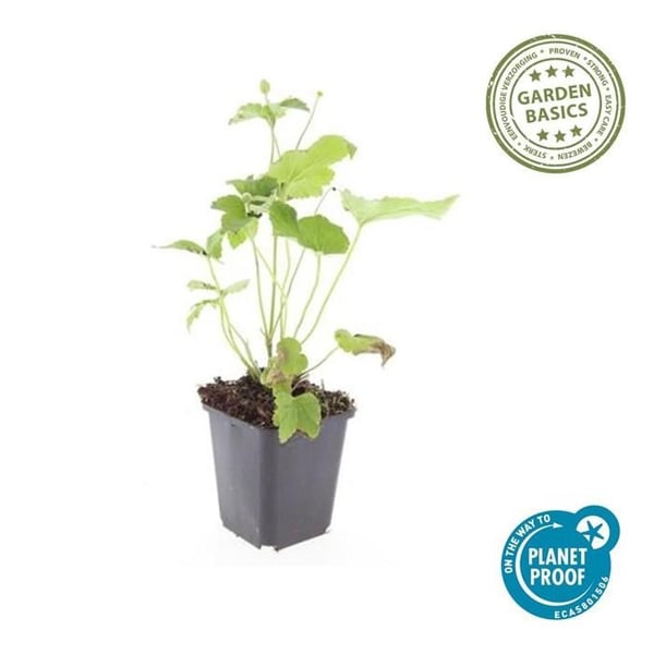 Perenn växt - Höstanemon - Anemone hupehensis 'Honorine Jobert' - Kruka 9 cm - Set med 12 växter