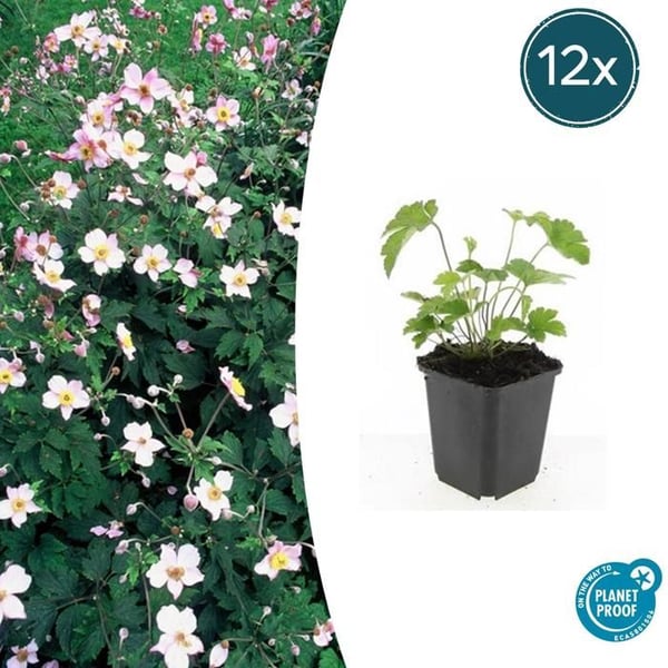 Prydnadsväxt - Höstanemon - Anemone tomentosa 'Robustissima' - 9cm kruka - Set med 12 växter