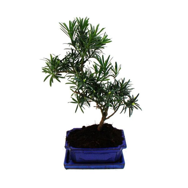 Bonsai Stenbarr - Podocarpus macrophyllus - ca. 8 år