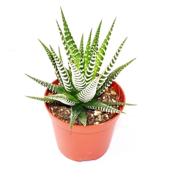 Haworthia fasciata "Big Band" - medelstor växt i 8,5 cm kruka