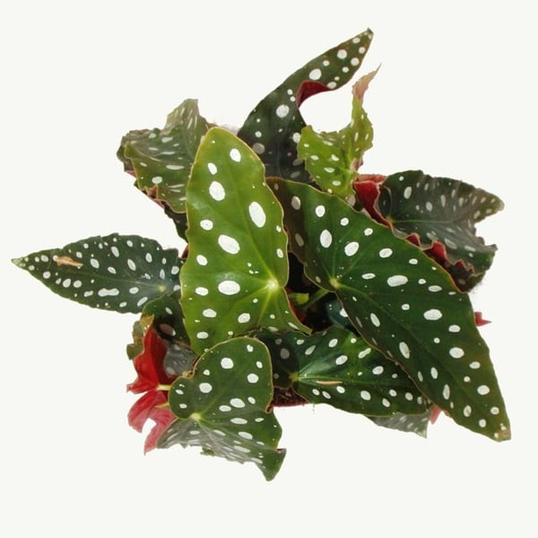 Bégonia med prickar - Bégonia med prickar - Bégonia med öring - Begonia maculata wightii