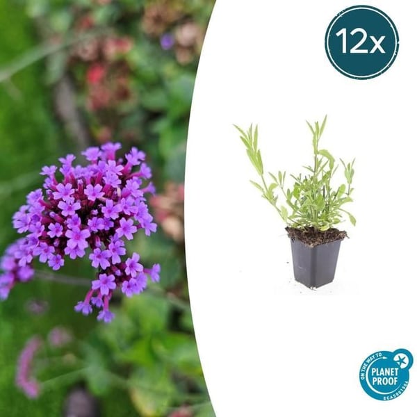 Prydnads verbena - Verbena bonariensis - Kruka 9cm - Set med 12 plantor