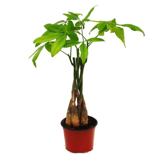 Pachira aquatica, lyckokastanj - 12cm kruka