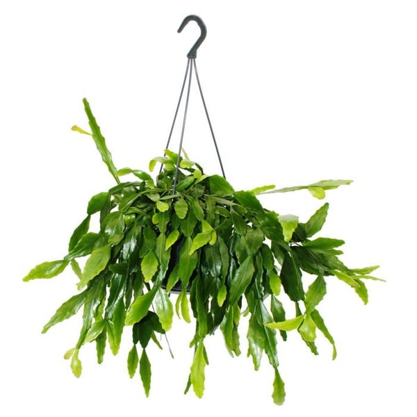 Urban Jungle Elegance - Modern kaktusamber med en fantastisk bladsstruktur - Rhipsalis crispata - 15cm