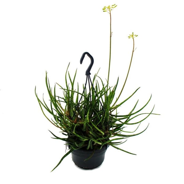 Spindel-Aloe - Aloe bakeri - hängande växt i 14 cm hängkruka