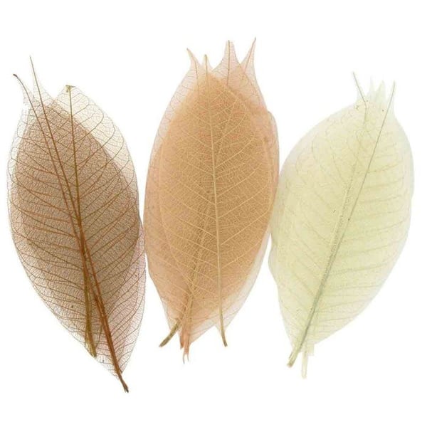 MégaCréa DIY - Bladskelett Assortiment naturligt 8 cm 20 stycken
