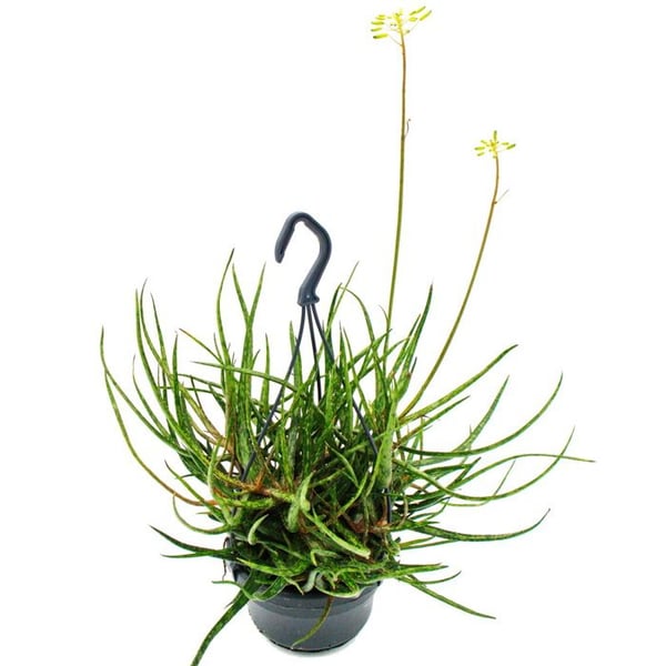 Spindel-Aloe - Aloe bakeri - hängande växt i 14 cm hängkruka